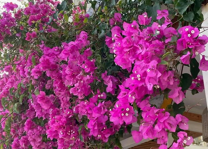 Petros, Vassiliki, Lefkada - 3 Bedrooms, Pool, Stunning Views Villa *